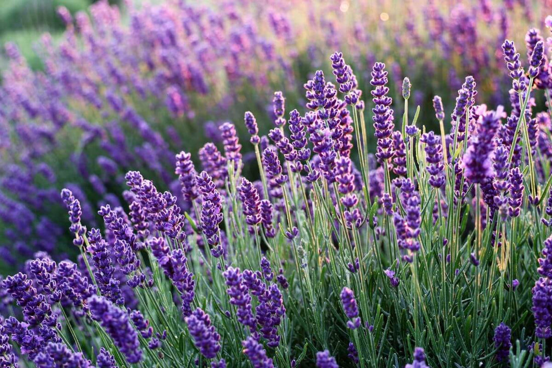 Lavendel rauchen – Alles was du wissen musst